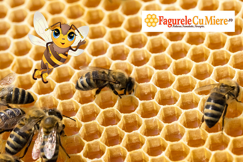 Albinele depun miere in fagure
