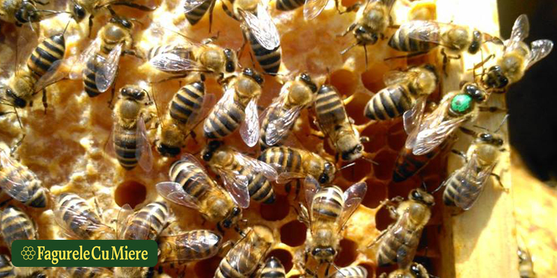 Read more about the article Dezvoltarea unei familii de albine